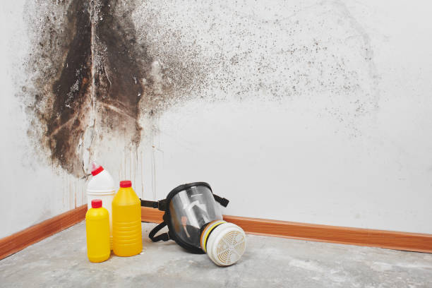 Home Mold Removal in Clifton, TN