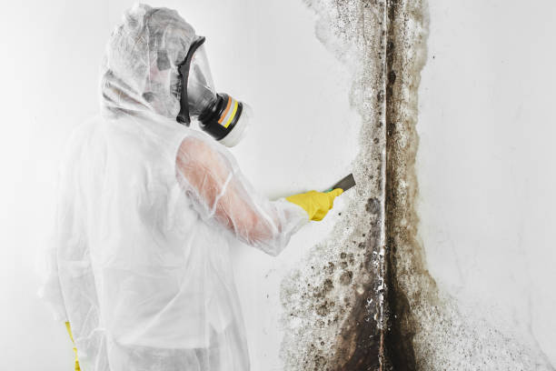 Best Home Mold Removal  in Clifton, TN