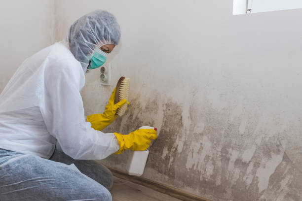 Best Mold Cleaning Services  in Clifton, TN