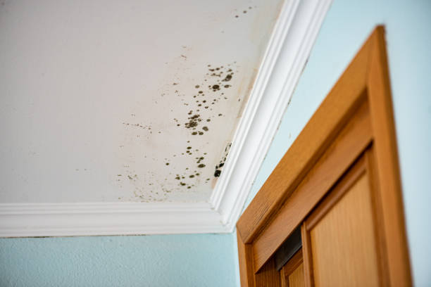 Best Mold Testing and Removal  in Clifton, TN