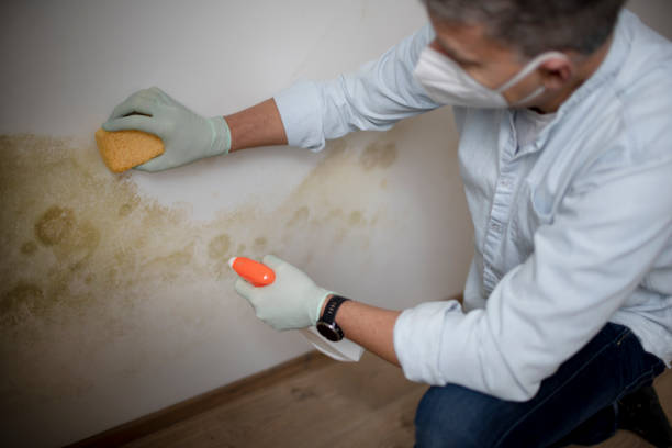 Best Certified Mold Removal  in Clifton, TN