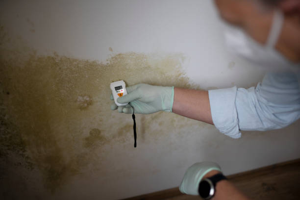 Best Same-Day Mold Removal  in Clifton, TN
