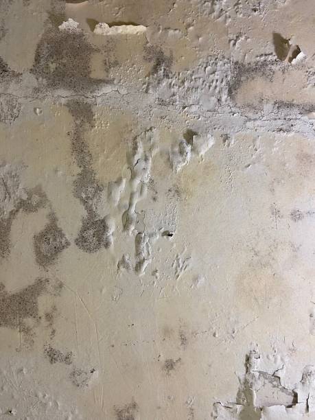 Best Office Mold Removal Services  in Clifton, TN