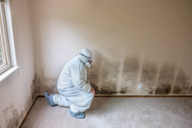 Mold Testing and Removal in Clifton, TN