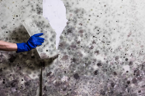 Best Home Mold Removal  in Clifton, TN